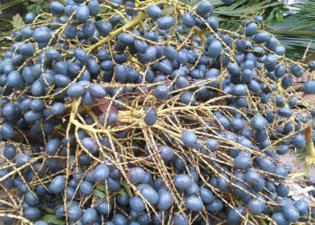 Thứ quả của dân nhà quê, xanh lè nhưng hễ ai ăn cũng phải “nghiện”