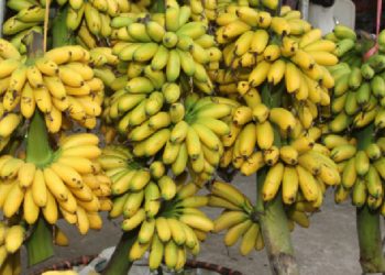 Top 10 loại trái cây đặc sản việt nam