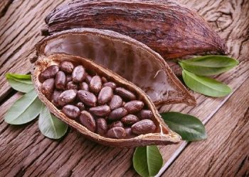 Top 14 lợi ích bất ngờ của việc sử dụng cacao đối với sức khỏe
