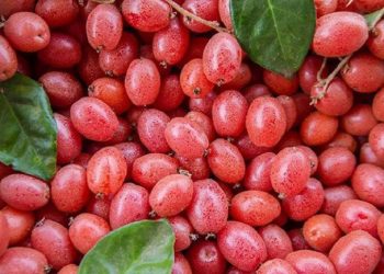 Top 5 loại hoa quả sạch Hà Nội mà bạn nên thử
