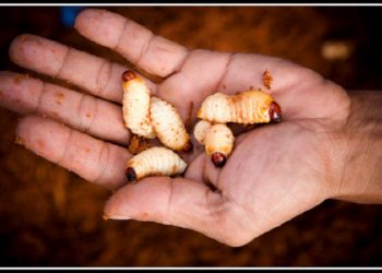 Top 9 món ăn Việt kinh dị khiến khách Tây chết khiếp