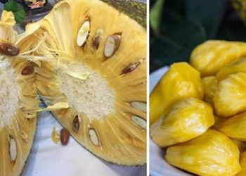 Mít đang rất rẻ, ê hề đầy đường, để mua được mít ngon, không hóa chất, có đủ các chất dinh dưỡng tốt nhất của mít cần theo các cách sau