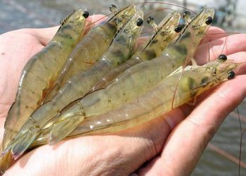Nhận biết tôm khỏe và tôm bệnh