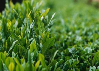 Hướng dẫn mẹo giúp giảm ê buốt răng đơn giản, an toàn tại nhà