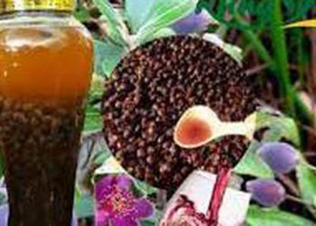 Rượu không nên uống, nhưng thứ rượu này phụ nữ uống 1 ngụm mỗi ngày da dẻ hồng hào, sáng mịn, đàn ông uống tăng bản lĩnh phòng the
