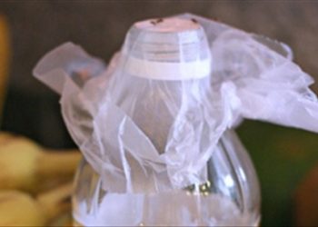 Mách nhỏ bạn 5 mẹo tiêu diệt ruồi mùa hè không cần hóa chất