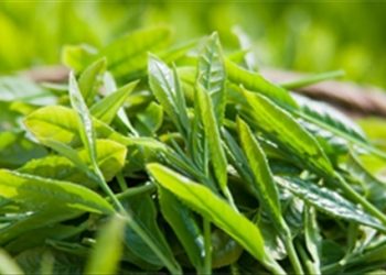 10 mẹo giải rượu từ thực phẩm hiệu quả không cần dùng thuốc