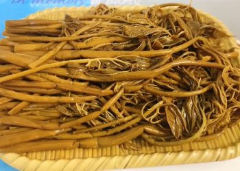 Rau móp – Từ món rau rừng hoang dại dân dã đến loại thực phẩm có giá trị kinh tế cao
