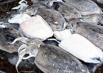 Mực mai là mực gì, có khác mực nang, chế biến sao cho ngon?