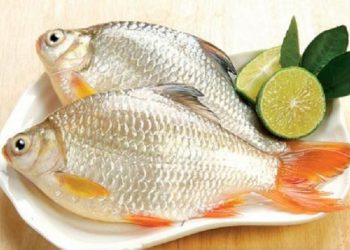 Cá diếc là gì? Gợi ý những món ăn ngon từ cá diếc bình dị nhưng cực ấm áp, bổ dưỡng