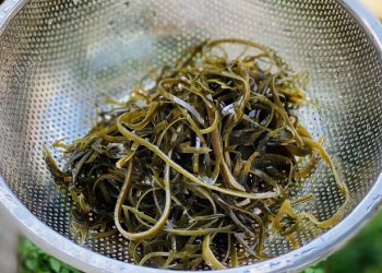 Phổ tai là gì? Có tác dụng gì với sức khỏe và được ứng dụng vào món ăn như thế nào?