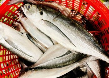 Cá sòng làm gì ngon? Những gợi ý dân dã nhưng lại mang đến bữa cơm ấm cúng, lạ miệng
