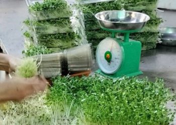 Bí mật trong bữa ăn sáng của nữ Tiến sĩ nông nghiệp và cách ăn rau mầm ngon miệng, đơn giản nhất