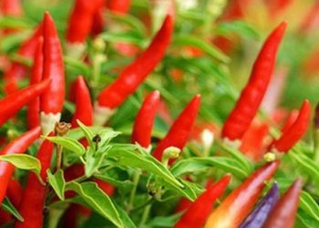 Công dụng tuyệt vời của quả ớt nhà nào cũng có người nghiện ăn và cách ngâm ớt ngon ‘hết nước chấm’