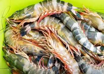 Tôm sắt là tôm gì, ăn ngon không, chế biến món nào dễ dùng nhất?