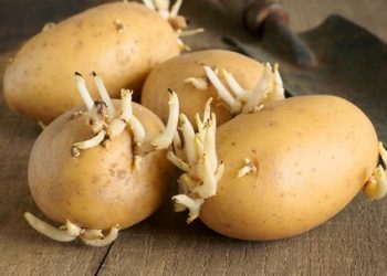 Tác hại của khoai tây đã mọc mầm