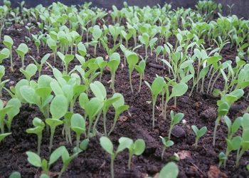 Cách gieo hạt cải đơn giản tại nhà nảy mầm nhanh, đều, đẹp