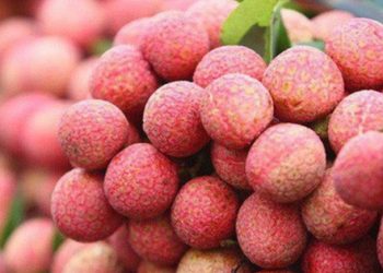 Bí quyết chọn vải tươi ngon, ngọt nước, dày cùi, 100% không sâu đầu