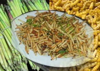 Món ăn đặc sản vùng Tây Bắc khiến nhiều thực khách phải giật mình, không phải ai cũng dám thử